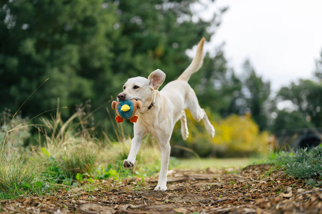 Barnyard Buddies Dana the Duck
