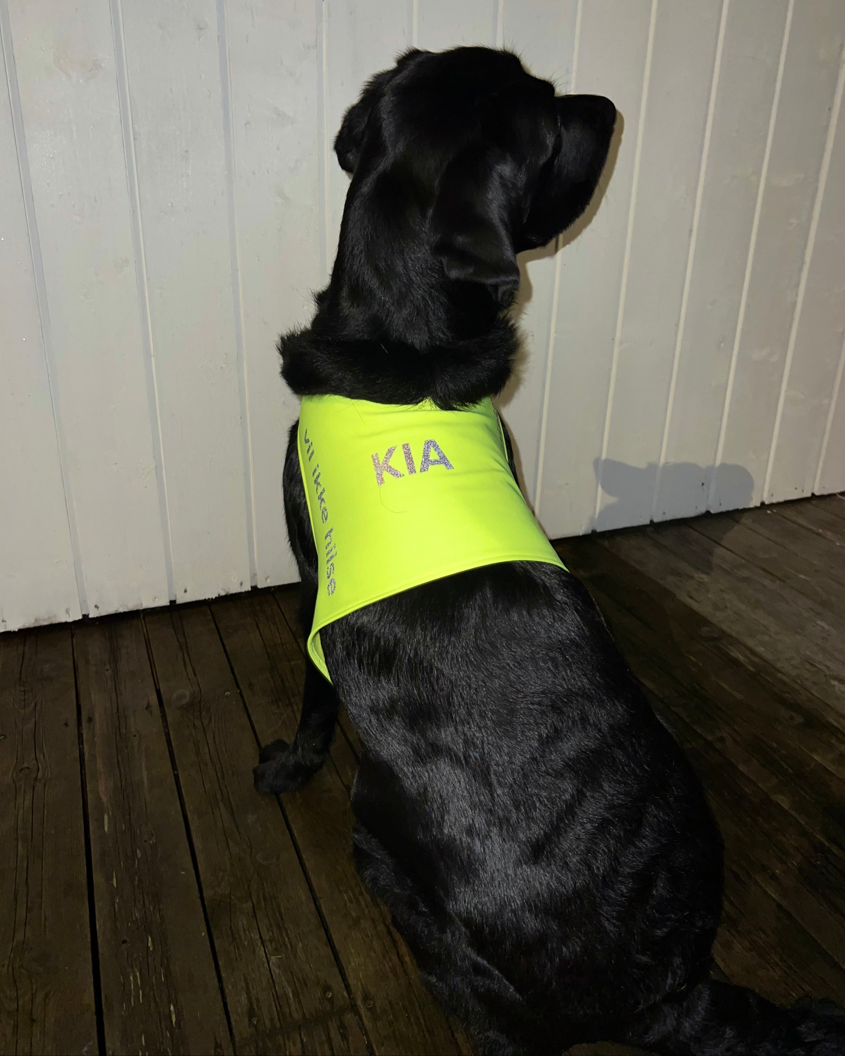 labrador treningsdekken refleks