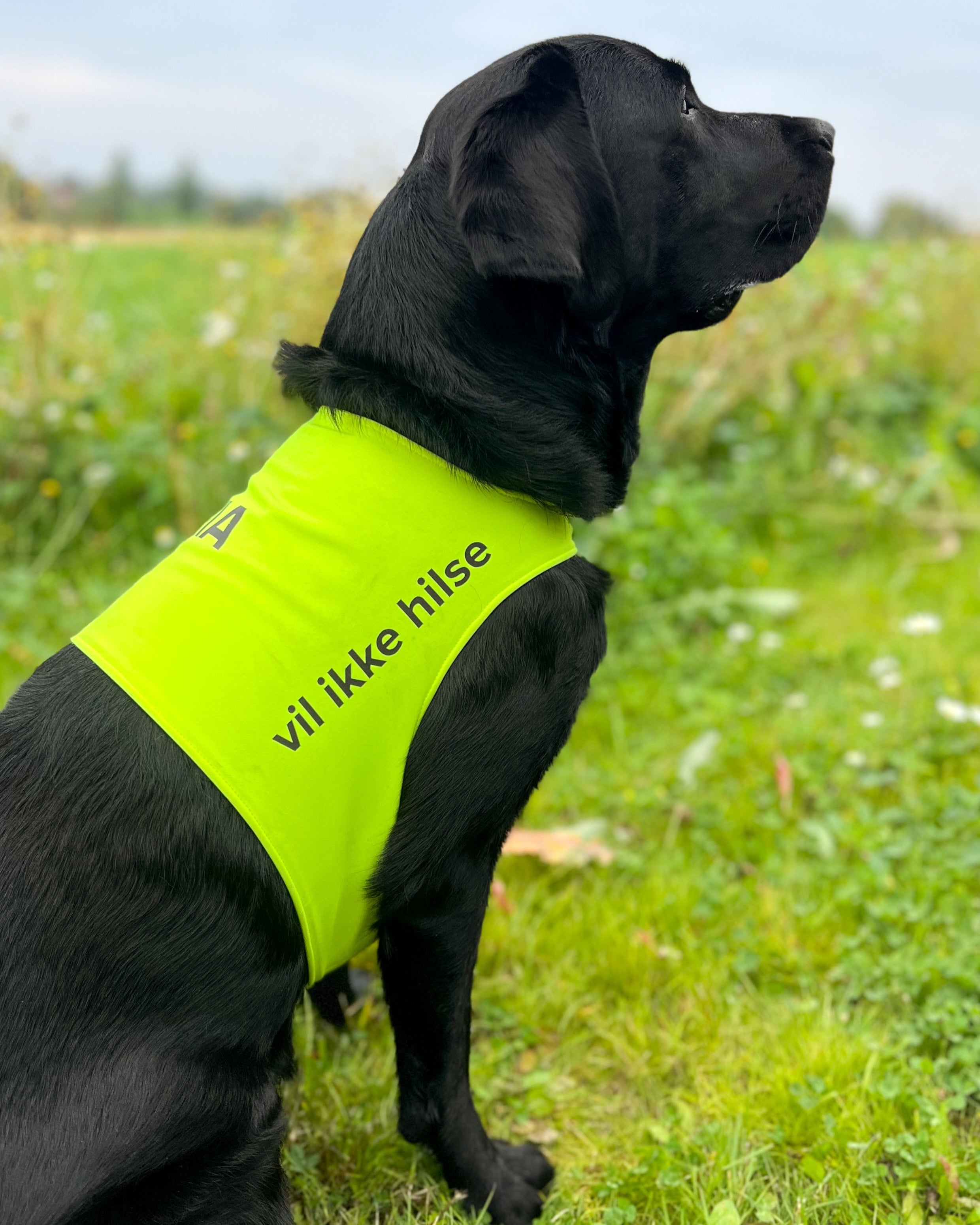 labrador treningsdekken neongul