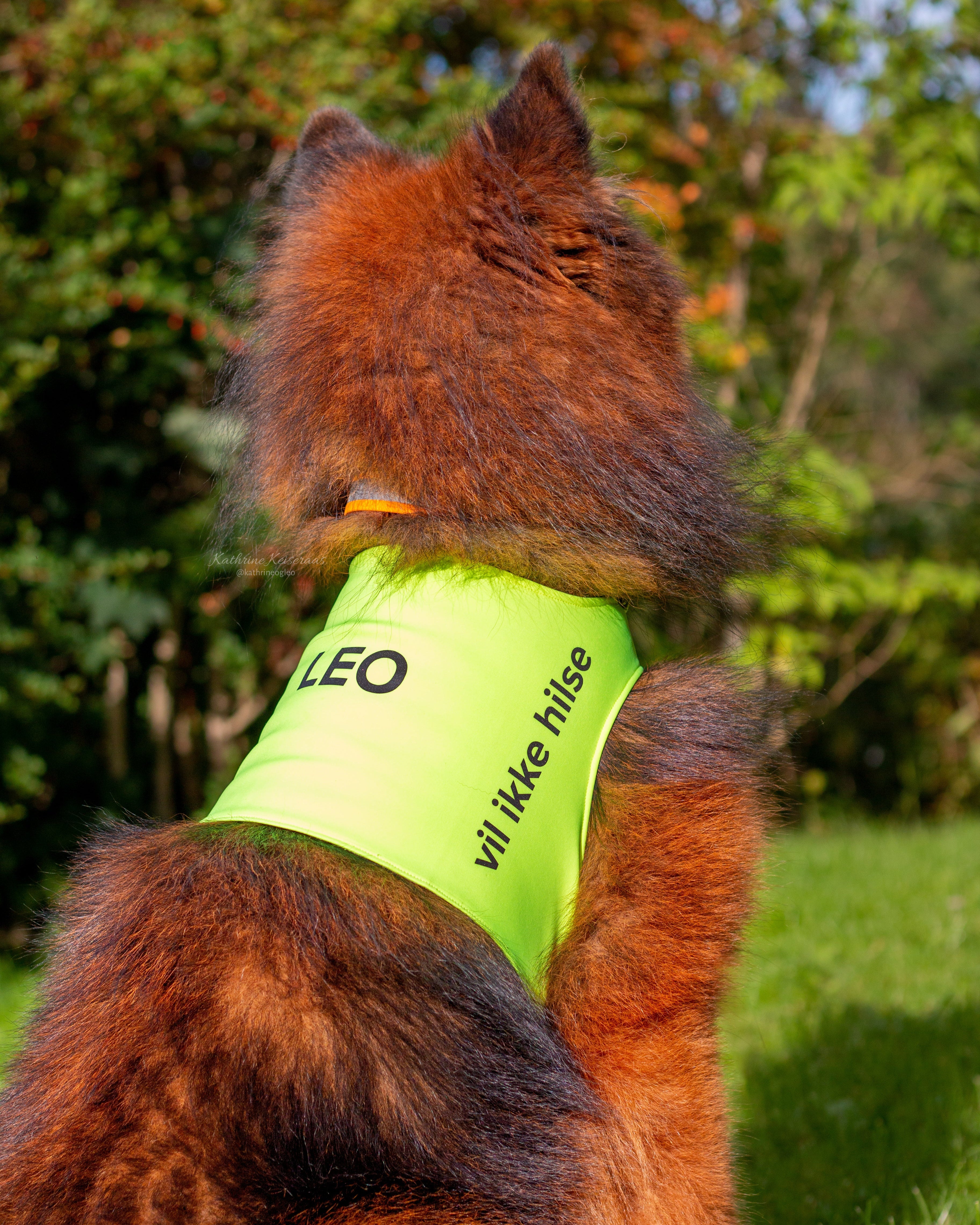 Treningsdekken neongul hund