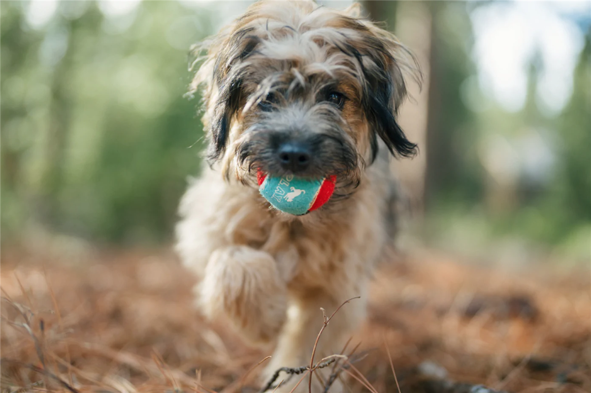 Dog Tennis Ball, 4-pakk