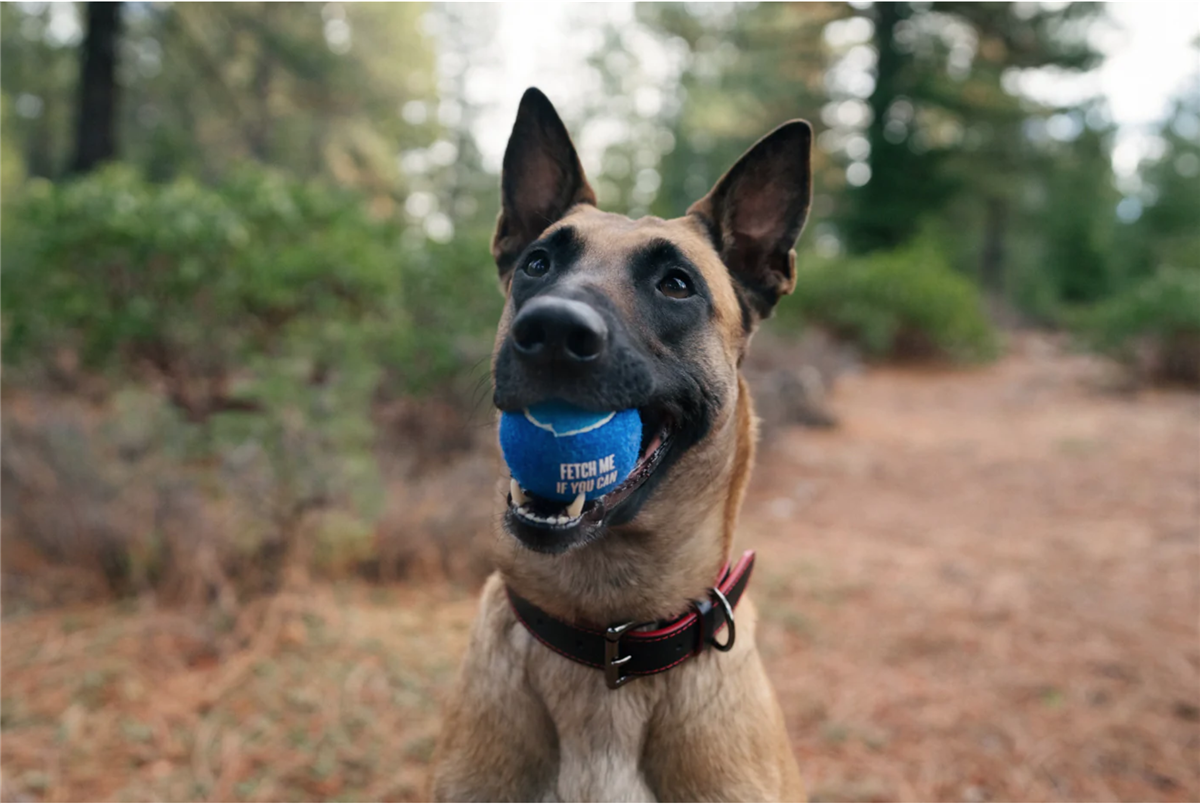 Dog Tennis Ball, 4-pakk